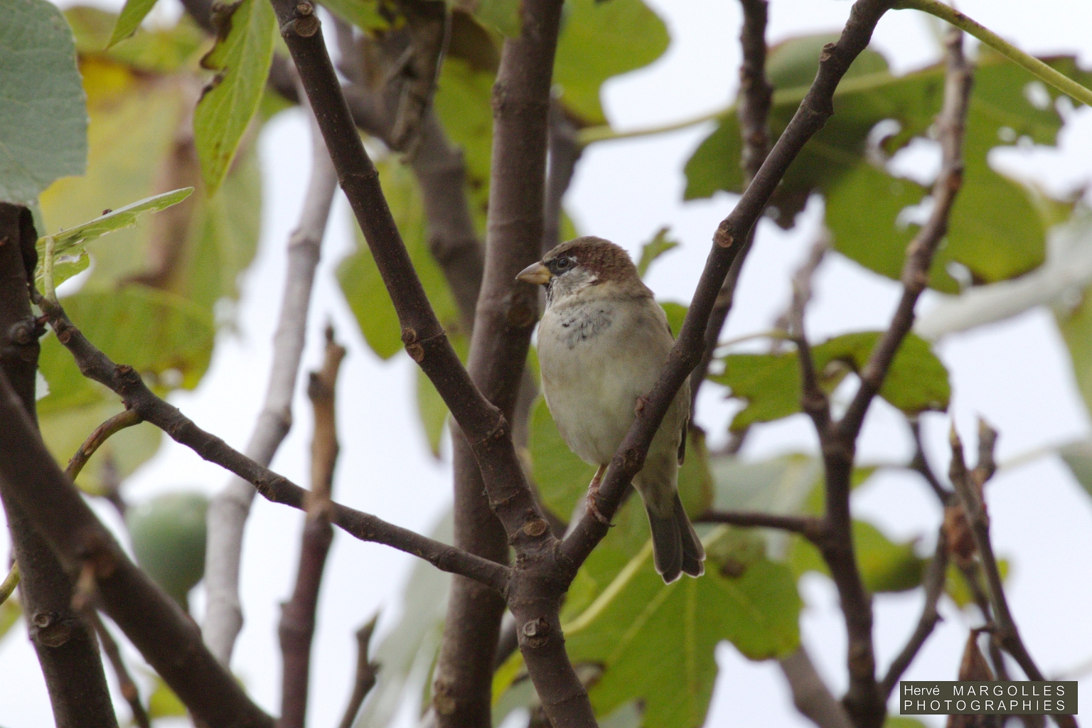 Moineau Domestique-02.jpg